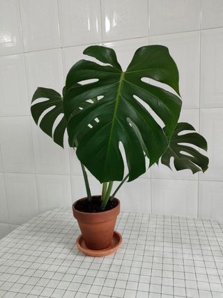 Monstera Deliciosa (Costilla de Adán)