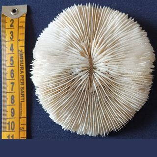 Fungia Scutaria Razor da collezione