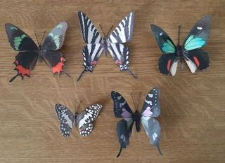 5 Farfalle realistiche