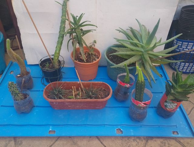Lote de Cactus y suculentas