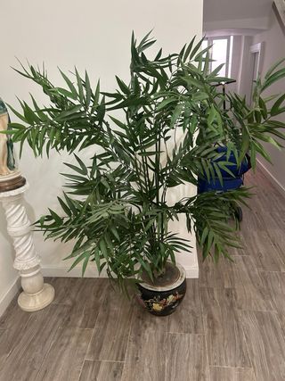 Planta y maceta de ceramica