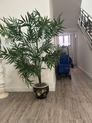 Planta y maceta de ceramica