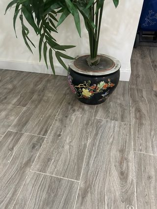Planta y maceta de ceramica