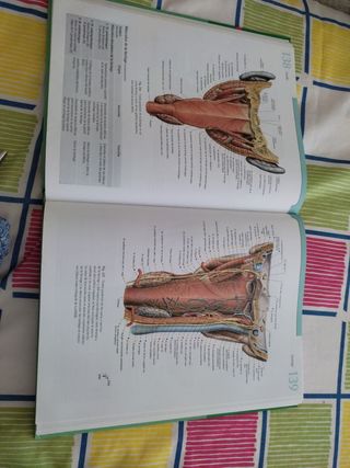 Sobotta Atlas de Anatomia Humana - Tomo 2 (Spanish Edition)