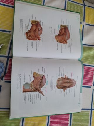 Sobotta Atlas de Anatomia Humana - Tomo 2 (Spanish Edition)