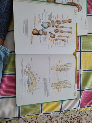 Sobotta Atlas de Anatomia Humana - Tomo 2 (Spanish Edition)