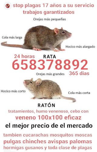 toda clase plagas cucarachas hormigas ratas etc