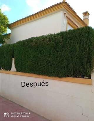 Jardinería poda de árboles