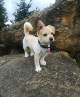 Paseadora y cuidadora de perros y mascotas