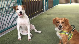 Paseadora y cuidadora de perros y mascotas