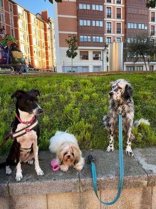 Paseadora y cuidadora de perros y mascotas