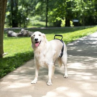 Arnés de Elevación Trasera para Perros