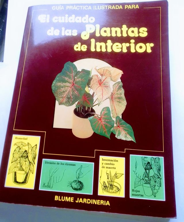 CUIDADO PLANTAS DE INTERIOR.
