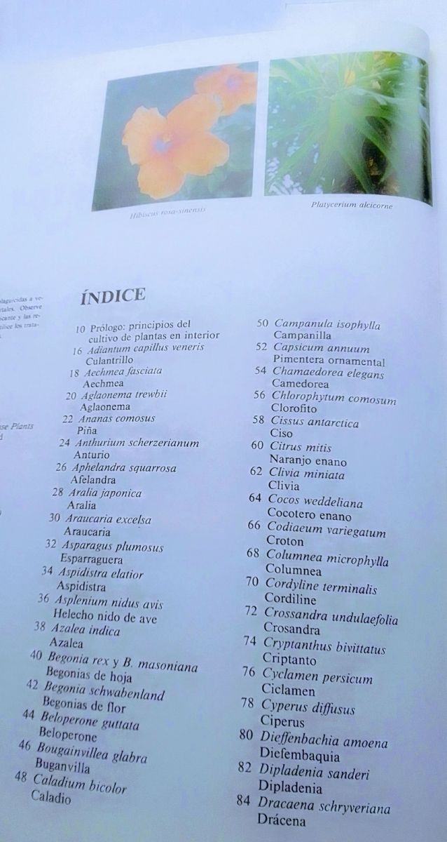 CUIDADO PLANTAS DE INTERIOR.