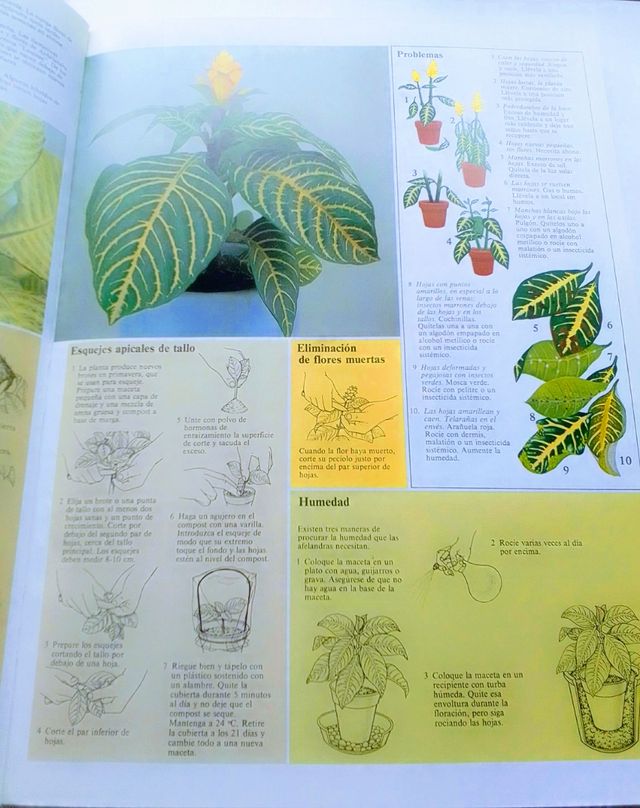 CUIDADO PLANTAS DE INTERIOR.