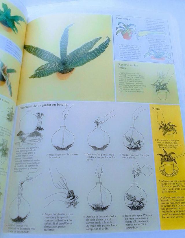 CUIDADO PLANTAS DE INTERIOR.