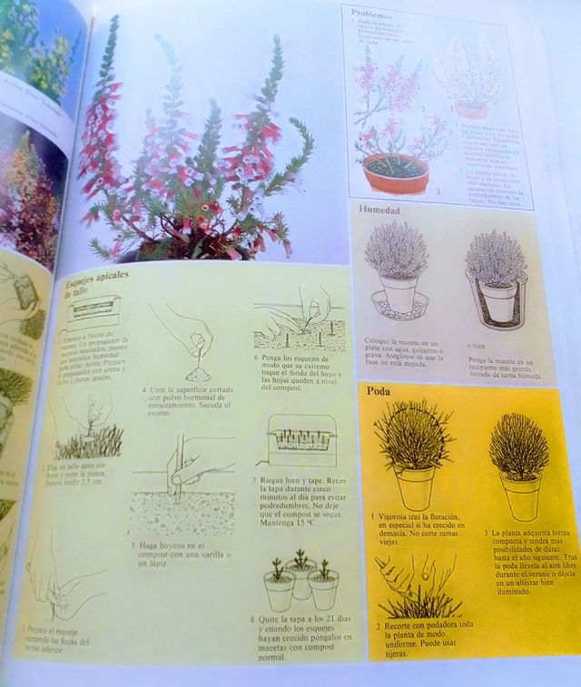 CUIDADO PLANTAS DE INTERIOR.