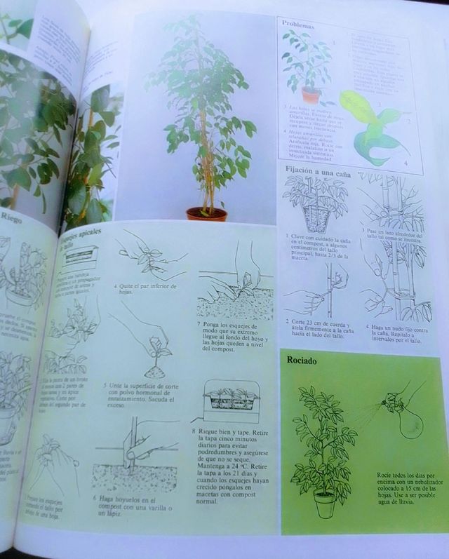 CUIDADO PLANTAS DE INTERIOR.