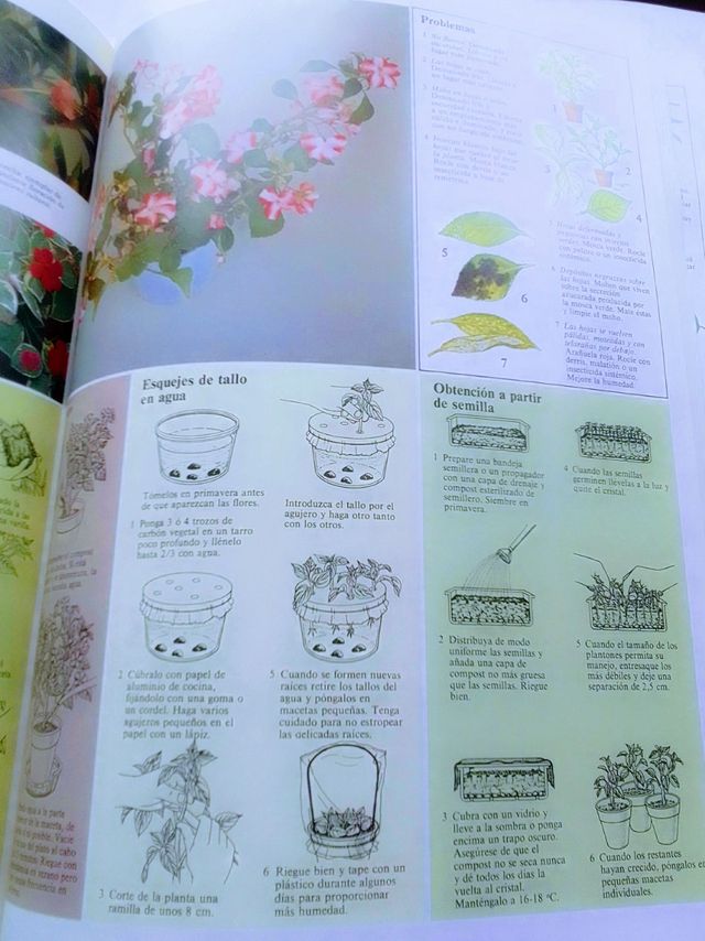 CUIDADO PLANTAS DE INTERIOR.