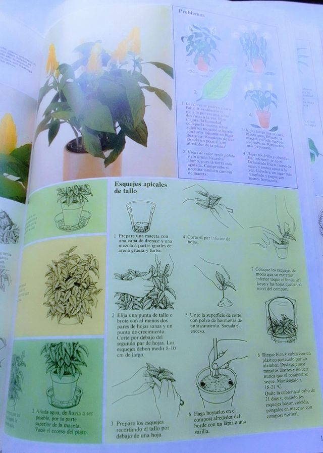 CUIDADO PLANTAS DE INTERIOR.