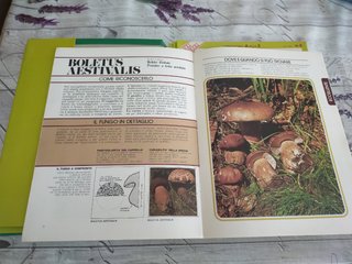 Enciclopedia - Conoscere i funghi Vintage