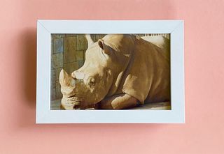 FOTOS DE ANIMALES ORIGINALES AÑOS 80 90 ENMARCADAS