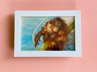 FOTOS DE ANIMALES ORIGINALES AÑOS 80 90 ENMARCADAS