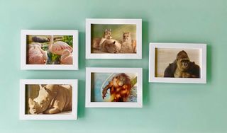 FOTOS DE ANIMALES ORIGINALES AÑOS 80 90 ENMARCADAS