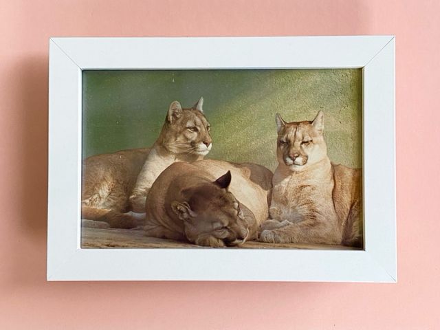 FOTOS DE ANIMALES ORIGINALES AÑOS 80 90 ENMARCADAS