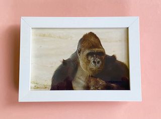 FOTOS DE ANIMALES ORIGINALES AÑOS 80 90 ENMARCADAS