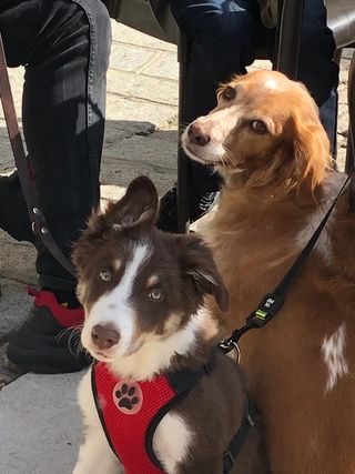 Paseador de perros con experiencia.
