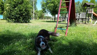 Paseador de perros con experiencia.