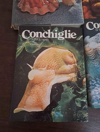 Set libri sulle conchiglie