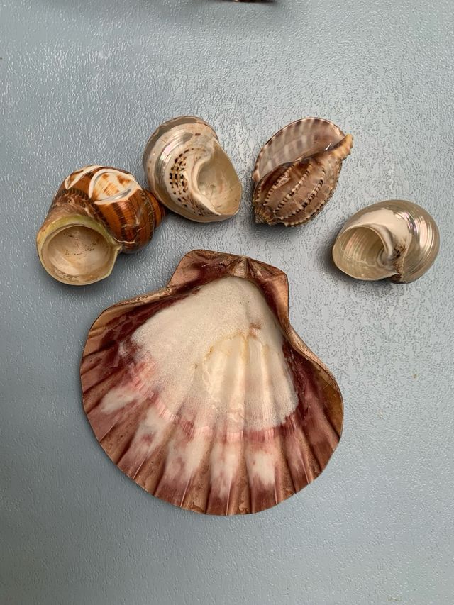 Concha almeja y caracoles lote 10€
