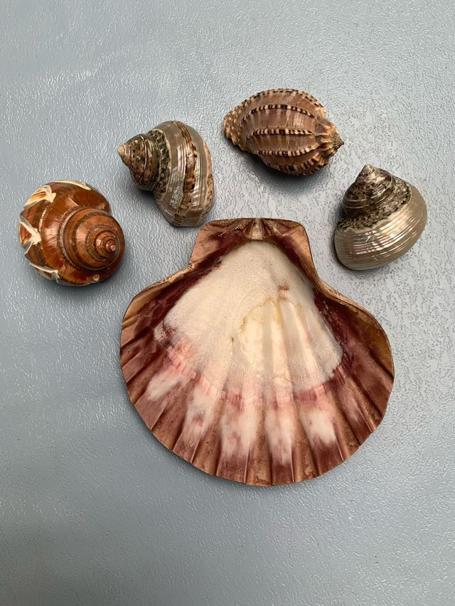 Concha almeja y caracoles lote 10€