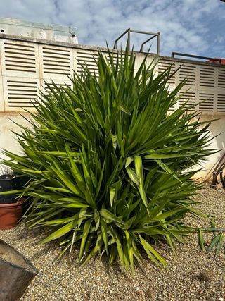 Trabajos de Jardineria