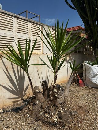 Trabajos de Jardineria