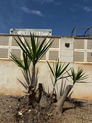 Trabajos de Jardineria