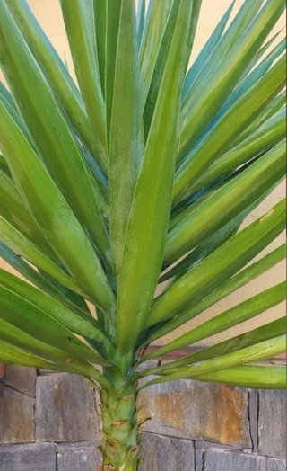 Palmeras tropicales yuca o pié de elefante