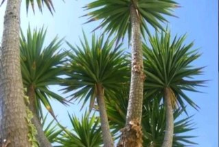 Palmeras tropicales yuca o pié de elefante