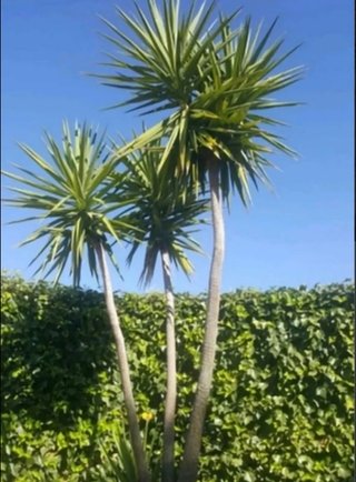Palmeras tropicales yuca o pié de elefante