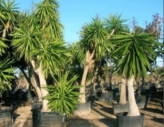 Palmeras tropicales yuca o pié de elefante