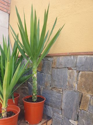 Palmeras tropicales yuca o pié de elefante