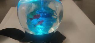 Murano vetro sommerso acquario 