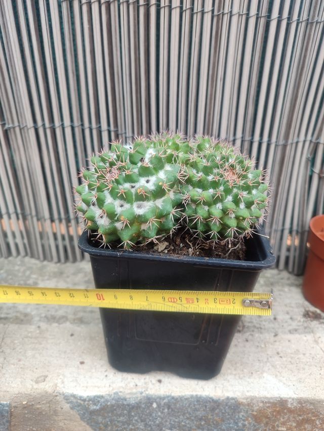 Mammillaria
