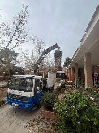 Retirada restos de poda