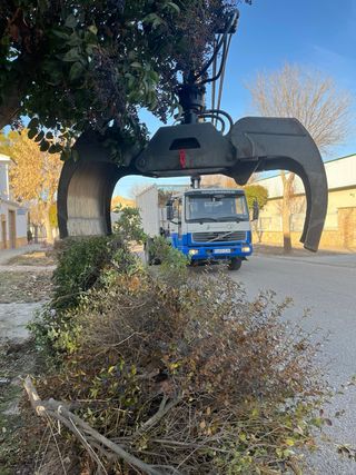 Retirada restos de poda