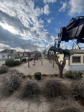 Retirada restos de poda