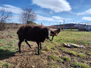 Poda y escarda cítrico