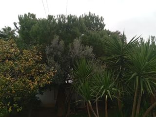 Se cortan pinos o se hacen trabajos jard